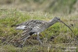 EURASIAN-CURLEW