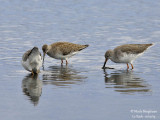 Common Redshank adult and juv 6522
