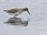 Common Redshank 6444