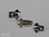 NORTHERN SHOVELER 