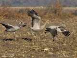 Common Cranes family 