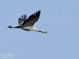 Common Crane 