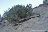 Strawberry tree - Arbousier - Arbustus unedo 8532