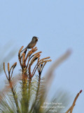 8340 - Dartford Warbler