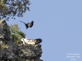 9202 egyptian vulture - common raven