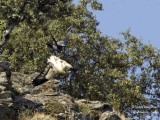9201 egyptian vulture - common raven