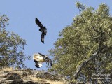 Interaction between Egyptian Vulture and Common Raven 