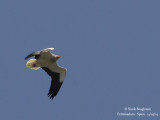 8672 Egyptian Vulture
