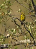 8810 European Serin