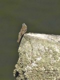 9287 Rock Bunting