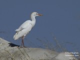 8597 Cattle Egret