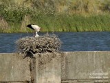 8639 White Stork