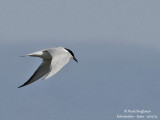 8623 Gull-billed Tern 
