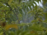 9354 Spider web in apple-tree