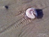 70 Sea Potato - Echinocardium cordatum - Oursin-coeur - Souris de mer