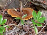Velvet-top Fungus - Phaeolus schweinitzii - Phéole de Schweinitz 
