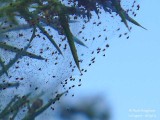 510 Gorse Spider Mite colony