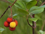 9343 Strawberry tree - Arbustus unedo - Arbousier 