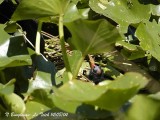 COMMON MOORHEN chick at nest