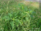 689 Datura stramonium fruit