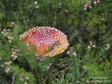 Fly Agaric - Amanita muscaria - Amanite tue-mouches 