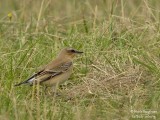 NORTHERN-WHEATEAR