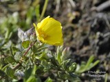 70 Yellow-wild-flower