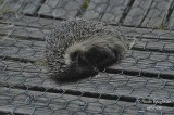 349-Hedgehog