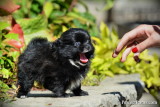 Tiny black Pomeranian Chihuahua girl $1,200