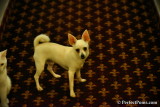White male Pomeranian Chihuahua $400