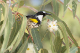 White cheeked honeyeater