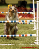 The Agility Connection 03802 copy.jpg