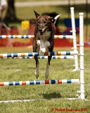 The Agility Connection 03809 copy.jpg