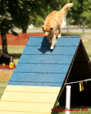 The Agility Connection 03816 copy.jpg