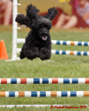 The Agility Connection 03837 copy.jpg