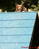The Agility Connection 03901 copy.jpg