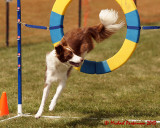 The Agility Connection 03928 copy.jpg