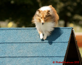 The Agility Connection 03939 copy.jpg