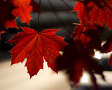 Leaf Peeping 2014