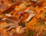 Leaf Peeping 07912 copy.jpg