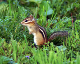 Chipmunk 04241 copy.jpg