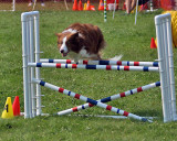 The Agility Connection 04699 copy.jpg