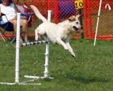 The Agility Connection 04807 copy.jpg