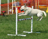 The Agility Connection 04813 copy.jpg