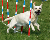 The Agility Connection 04829 copy.jpg