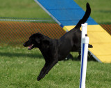 The Agility Connection 04842 copy.jpg