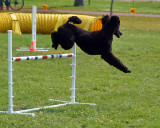 The Agility Connection 04879 copy.jpg