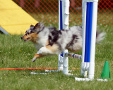 The Agility Connection 04892 copy.jpg
