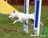 The Agility Connection 04900 copy.jpg