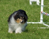 The Agility Connection 04915 copy.jpg